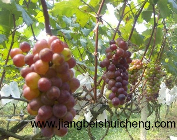 【走遍中國&bull;景點(diǎn)篇】新疆&bull;葡萄王樹