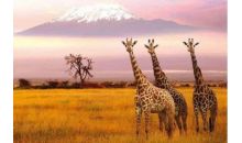 肯尼亞奢享狂野十二日游