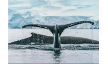 南極半島+阿根廷：布宜、伊瓜蘇二十日探險(xiǎn)之旅