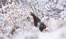 西藏純凈升級版環(huán)飛七日游